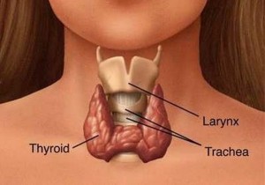 TIROIDE e GLUTINE: un’altra causa per l’ipotiroidismo e l’ipertiroidismo! Ecco cosa fare per far funzionare la tiroide