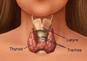 Tiroide